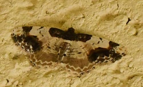 Réf. 252 352 : Ligdia adustata
